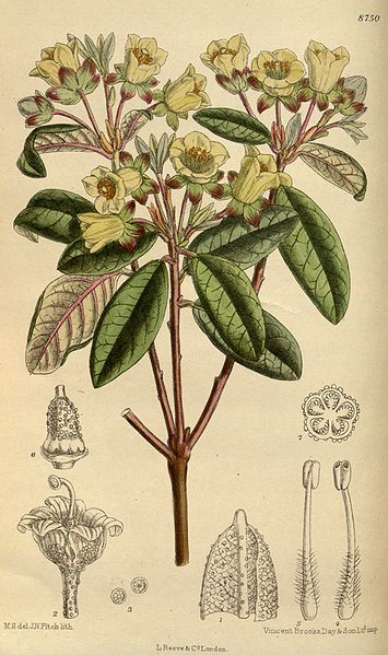 Illustration for article titled How we've used bees to poison people — and get high